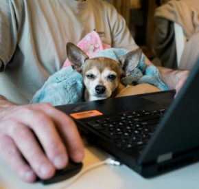 person sitting using a mouse with a laptop as a small dog sits among soft blankets on their lap