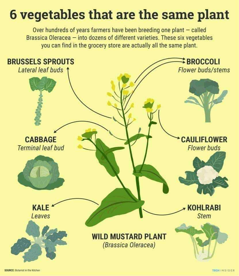 A list of the vegetables that come from the Brassica Oleracea plant, which are Brussels sprouts, broccoli, cabbage, cauliflower, kale, and kohlrabi.